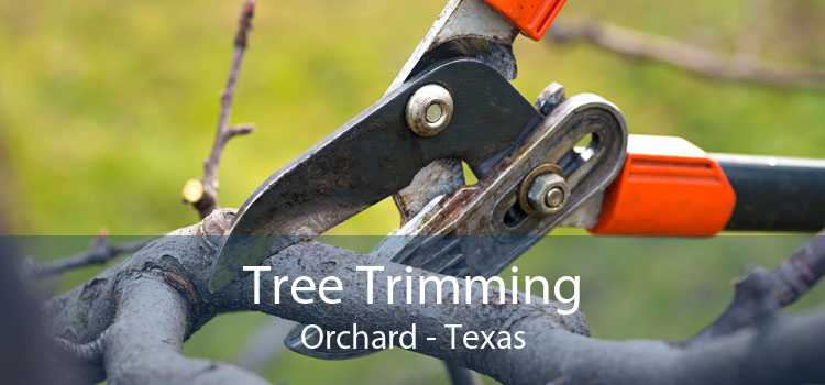 Tree Trimming Orchard - Texas
