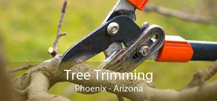 Tree Trimming Phoenix - Arizona