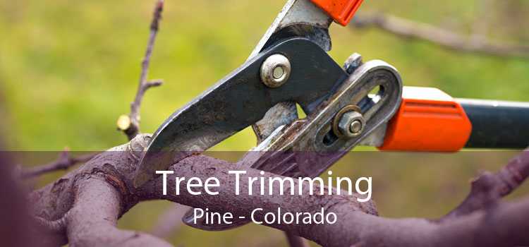 Tree Trimming Pine - Colorado