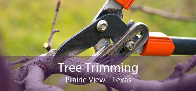 Tree Trimming Prairie View - Texas
