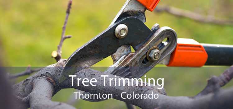 Tree Trimming Thornton - Colorado