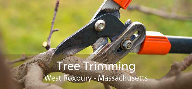 Tree Trimming West Roxbury - Massachusetts
