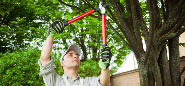 Commercial Tree Care Services in Hull, TX