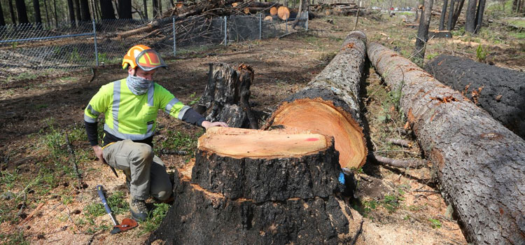 Cutting Down Trees in Boxford, MA