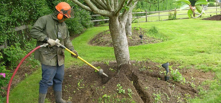 Local Residential Tree Care in Somerset, VA