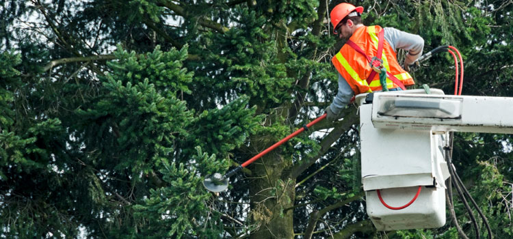 Professional Commercial Tree Care in Bell City, LA