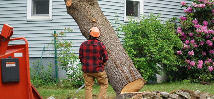Stump Removal Service in Charlottesville, VA