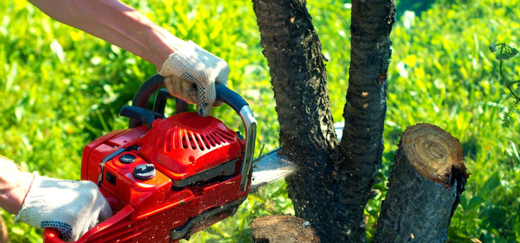 Tree Trimming Service in Brookshire, TX